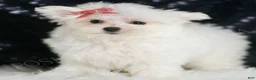 Maltese dogs for sale: Fendi - Ad 1