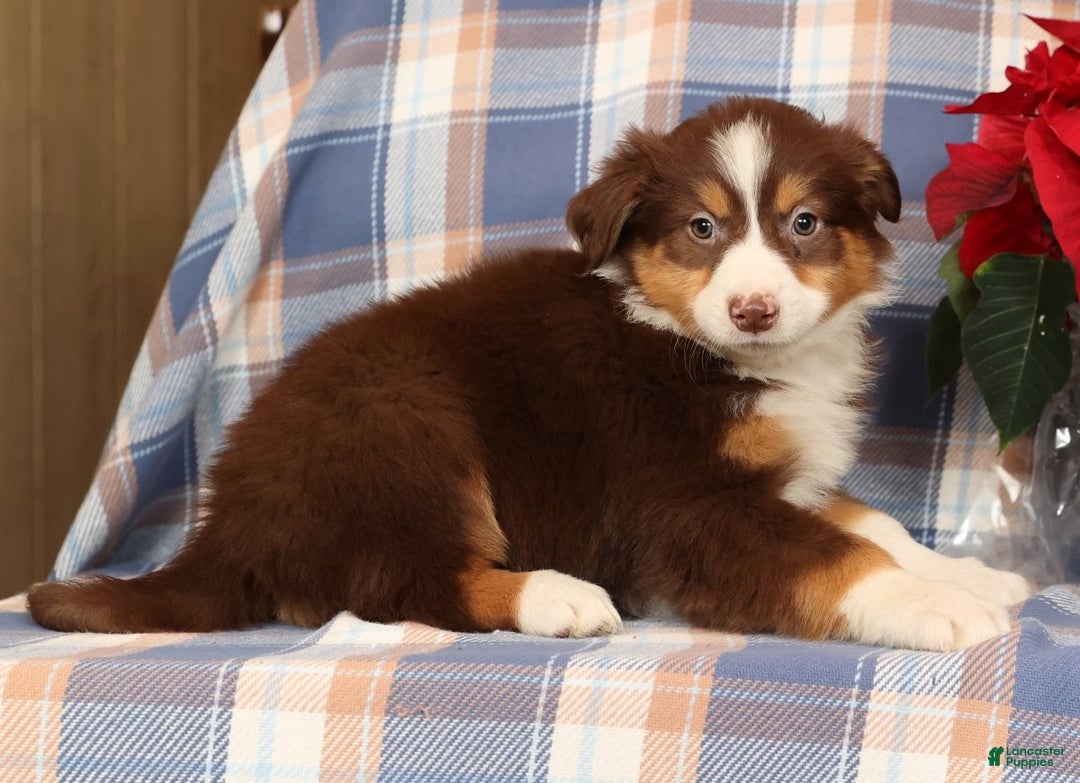 Australian Shepherd dogs for sale: Silver - Ad 2