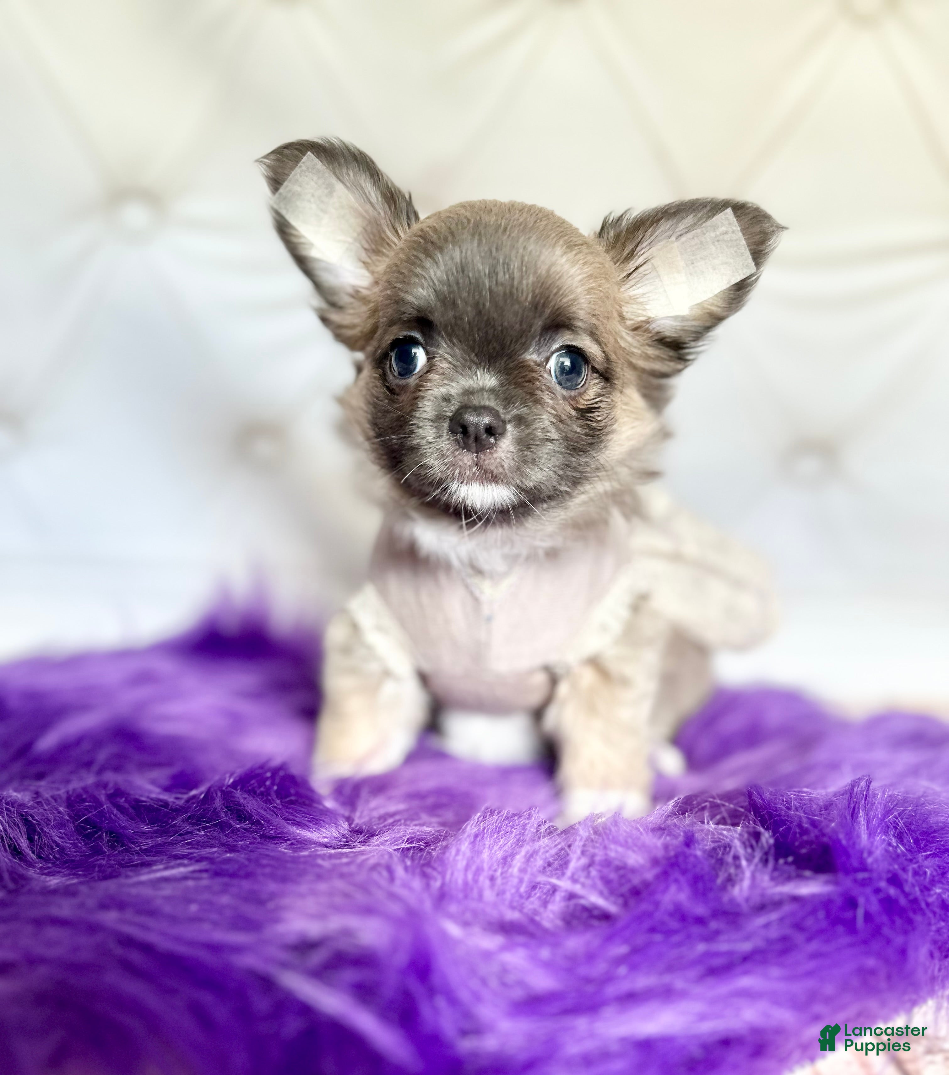 Chihuahua dogs Chihuahua Puppy Una  - Ad 13