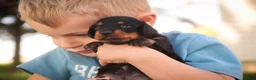 Miniature Dachshund dogs for sale: Lottie Miniature Dachshund  - Ad 7