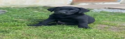 Labrador Retriever dogs for sale: Labrador Retriever 1 - Ad 1
