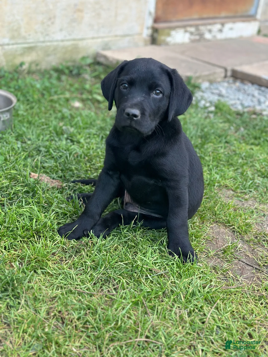 Labrador Retriever dogs for sale: Labrador Retriever 1 - Ad 1