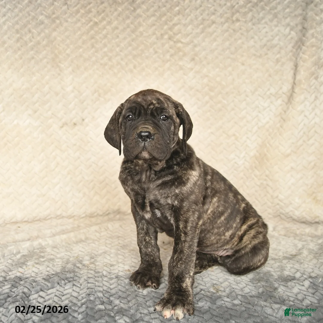 Cane Corso dogs for sale: Vivian  - Ad 4