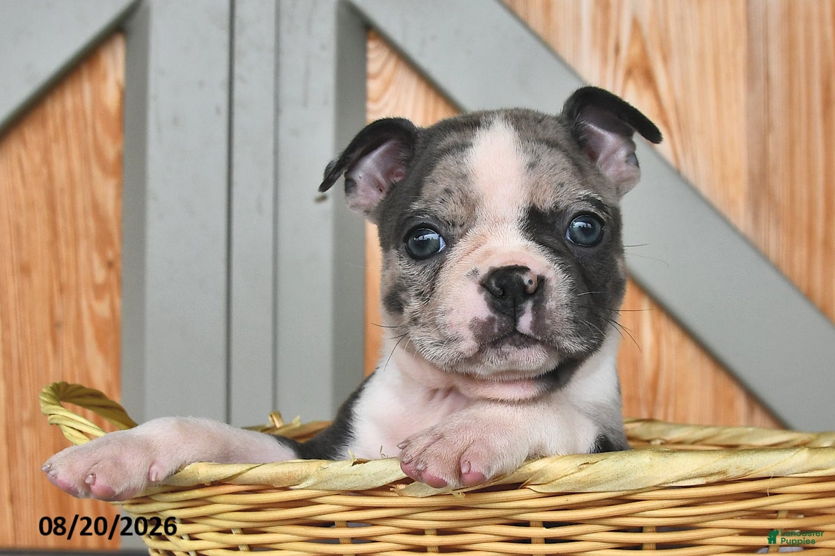 Boston Terrier dogs Barry  - Ad 2