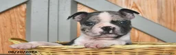 Boston Terrier dogs for sale: Barry  - Ad 2