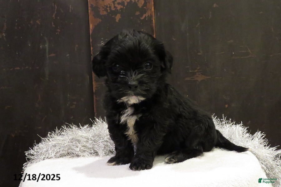Shihpoo dogs Cypress - Ad 2