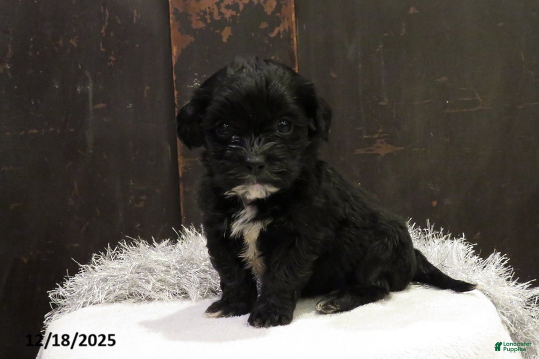 Shihpoo dogs for sale: Cypress - Ad 2