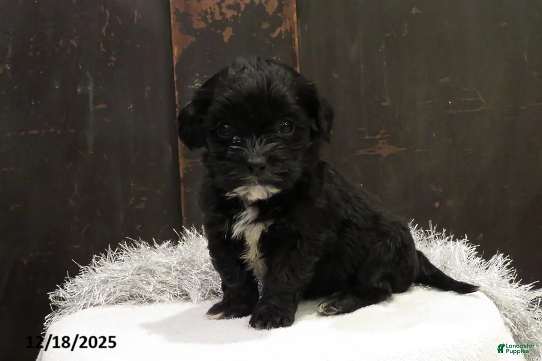 Shihpoo dogs for sale: Cypress - Ad 2