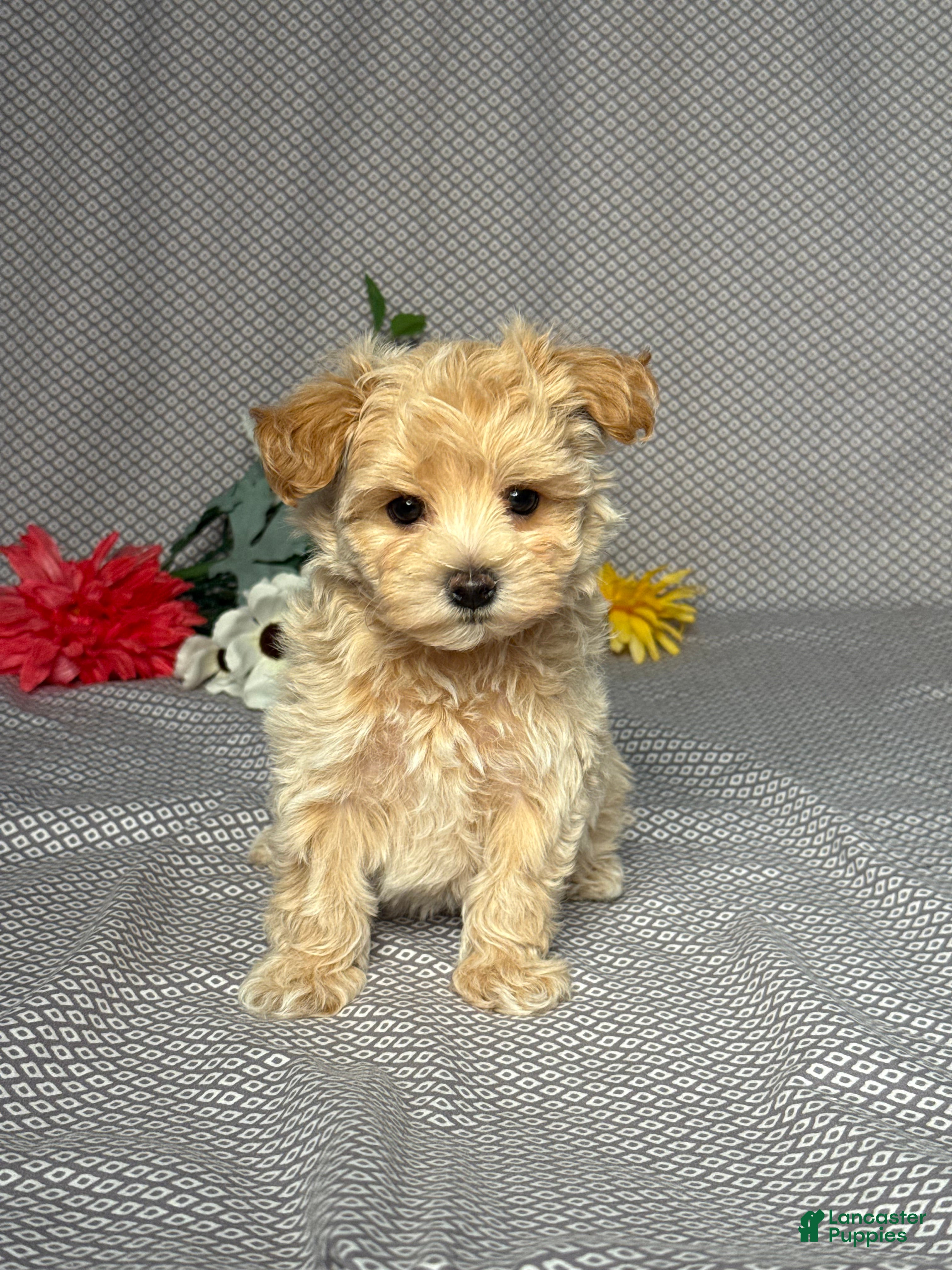 Maltipoo dogs Skye - Ad 1