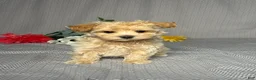 Maltipoo dogs for sale: Skye - Ad 1