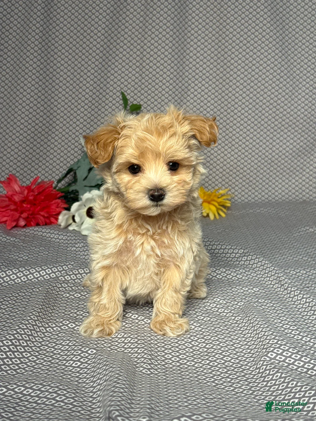 Maltipoo dogs for sale: Skye - Ad 1