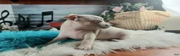 Chihuahua dogs for sale: Haleys cream boy. Hand Delivery  - Ad 3