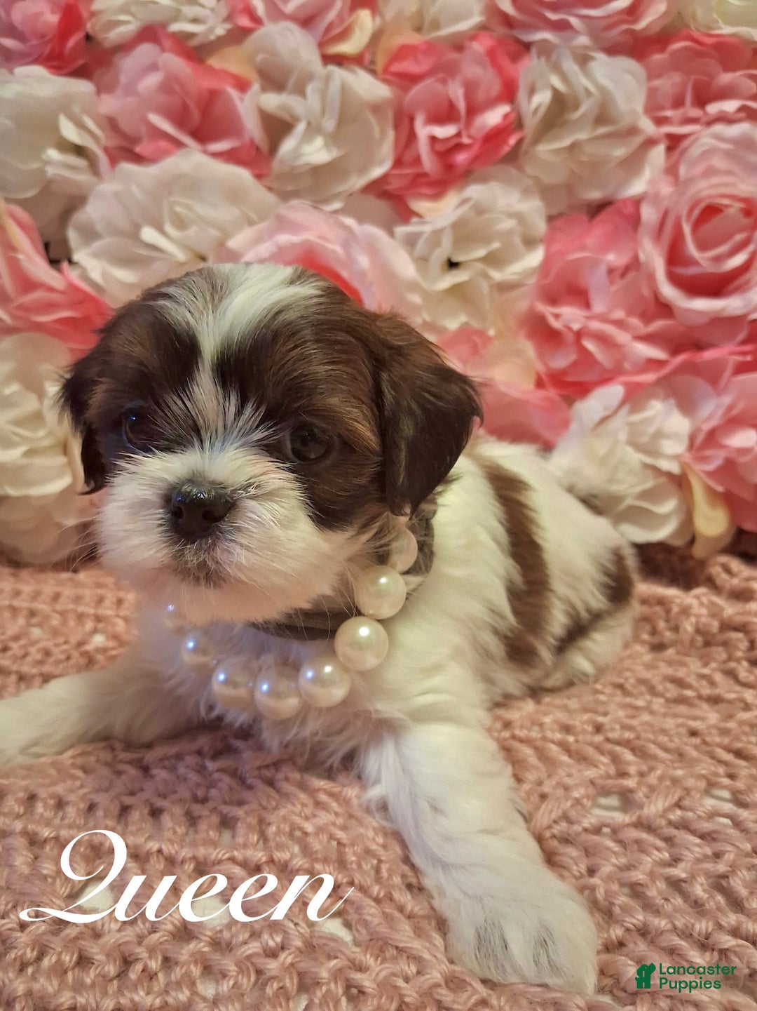 Shih Tzu dogs for sale: Queen - Ad 4