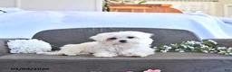 Maltese dogs for sale: Cupid EXTRA SMALL - Ad 1