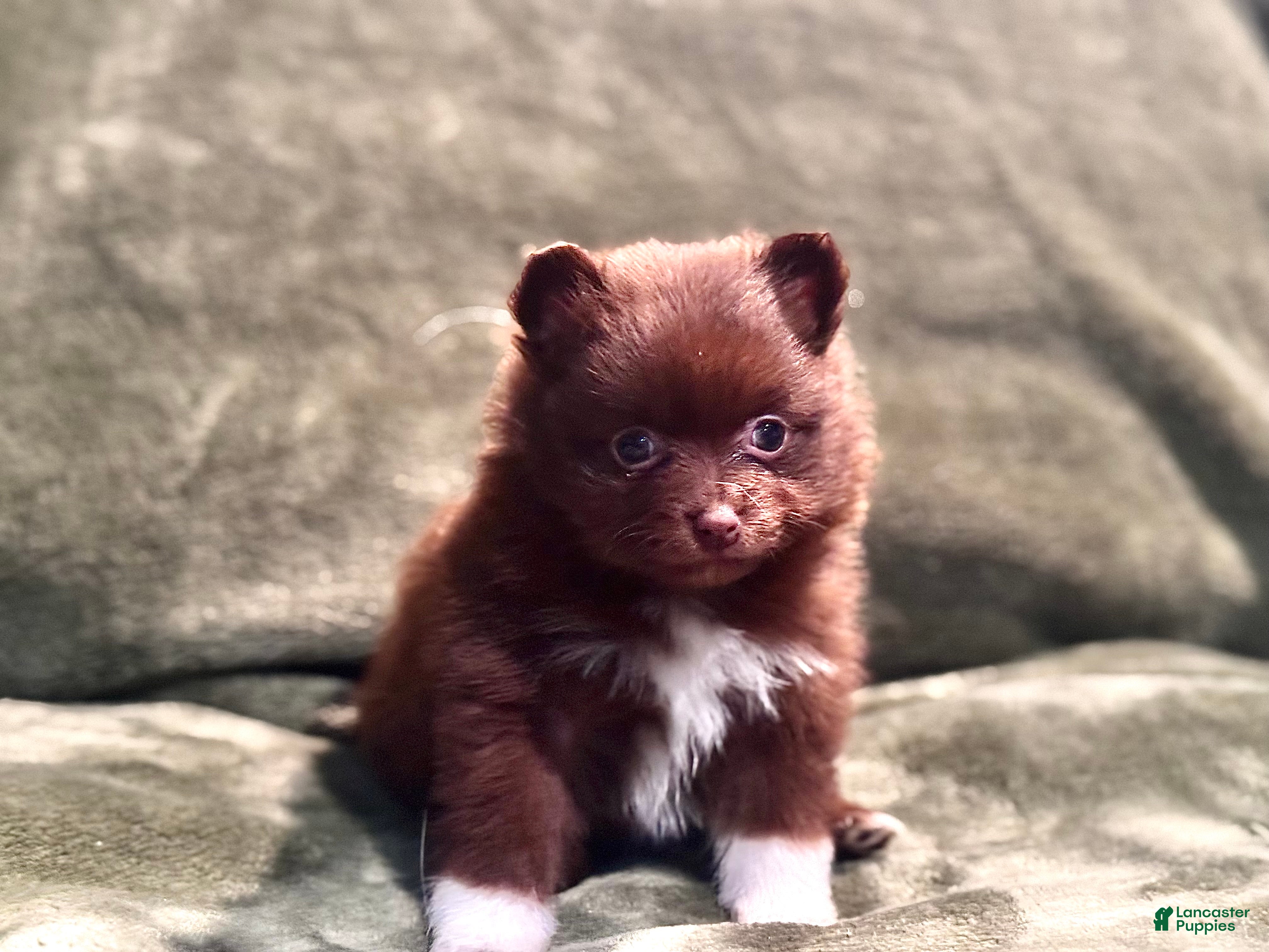 Pomeranian dogs Brownie/beanie - Ad 1