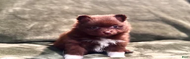 Brownie/beanie