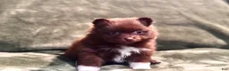 Pomeranian dogs for sale: Brownie/beanie - Ad 1