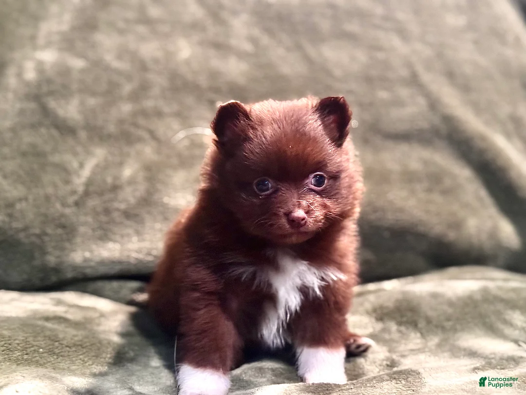 Pomeranian dogs for sale: Brownie/beanie - Ad 1