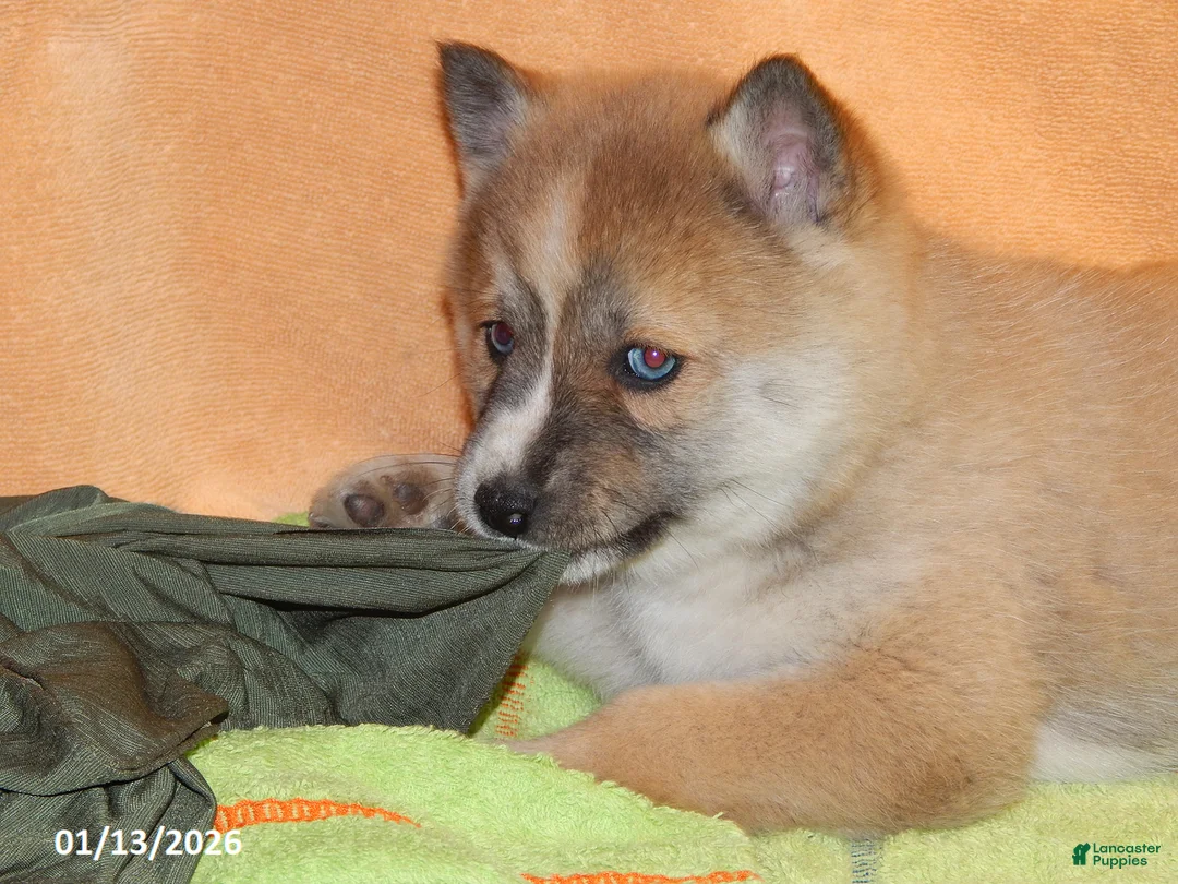 Pomsky dogs for sale: Ava  - Ad 2