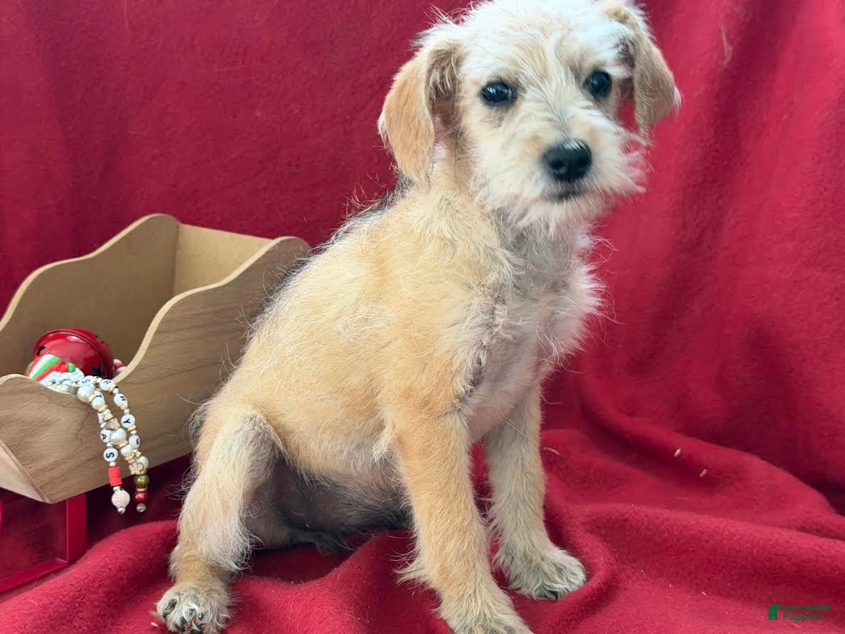 Schnoodle dogs Joey - Ad 2