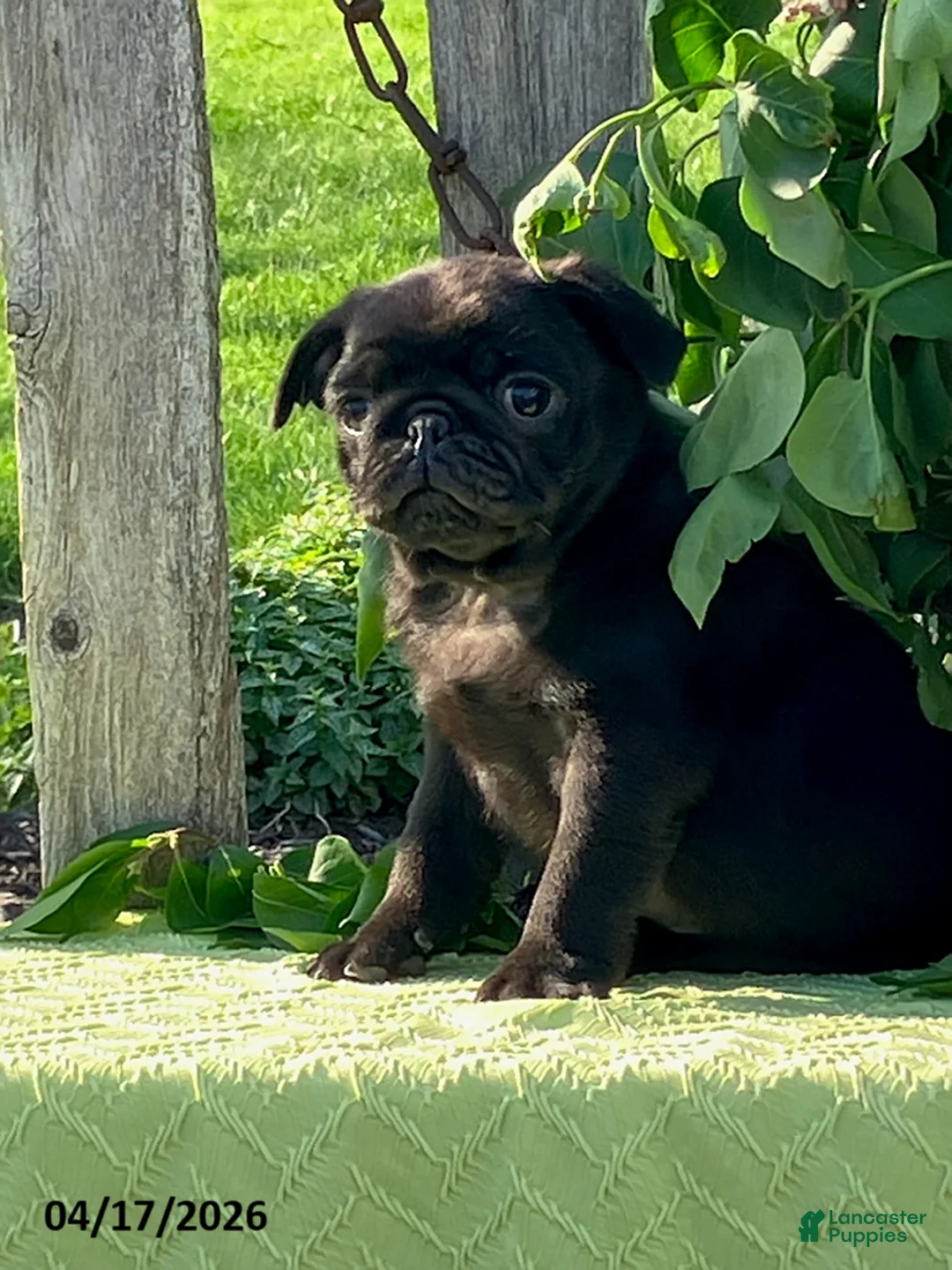 Pug dogs for sale: Lonnie - Ad 1