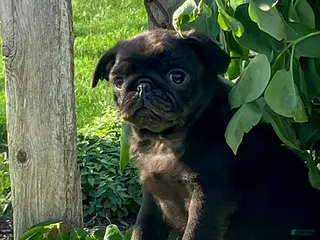Pug dogs for sale: Lonnie - Ad 1