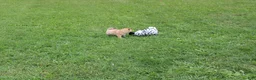 Shiba Inu dogs for sale: Chili - Ad 15