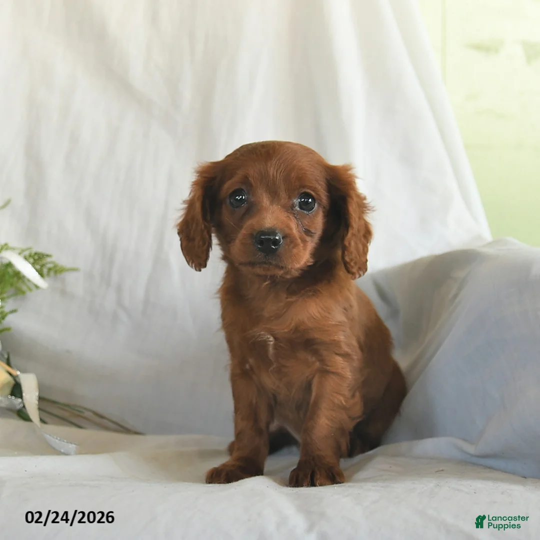 Mixed Breed dogs for sale: Chase  - Ad 3