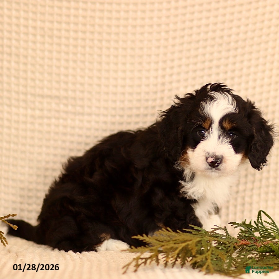 Mini Bernedoodle dogs Casper - Ad 2