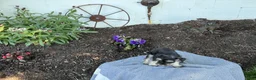 Miniature Schnauzer dogs for sale: Trixy - Ad 16