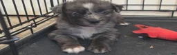 Australian Shepherd dogs for sale: Ronald - Ad 3