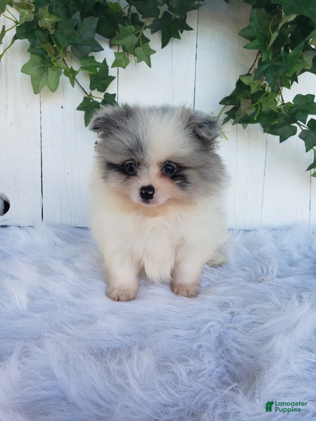 Pomeranian dogs for sale: Sophie  - Ad 2