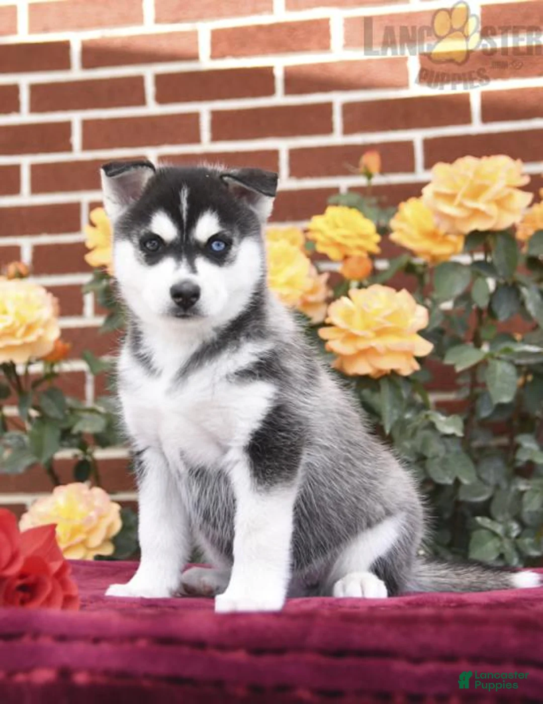 Gallery Image {{count}}