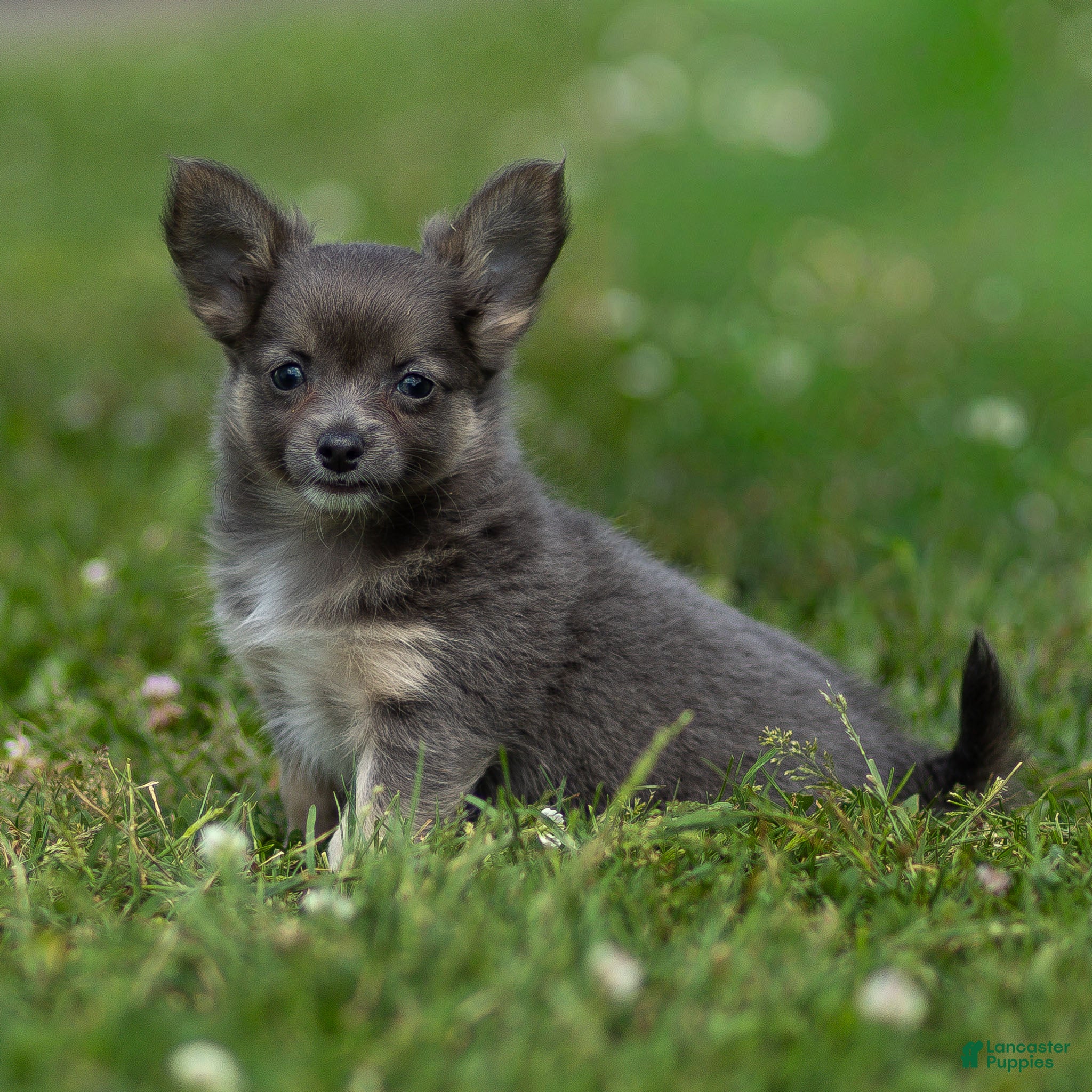 Chihuahua dogs Waylon Chihuahua Puppy  - Ad 1