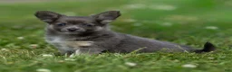 Chihuahua dogs for sale: Waylon Chihuahua Puppy  - Ad 12