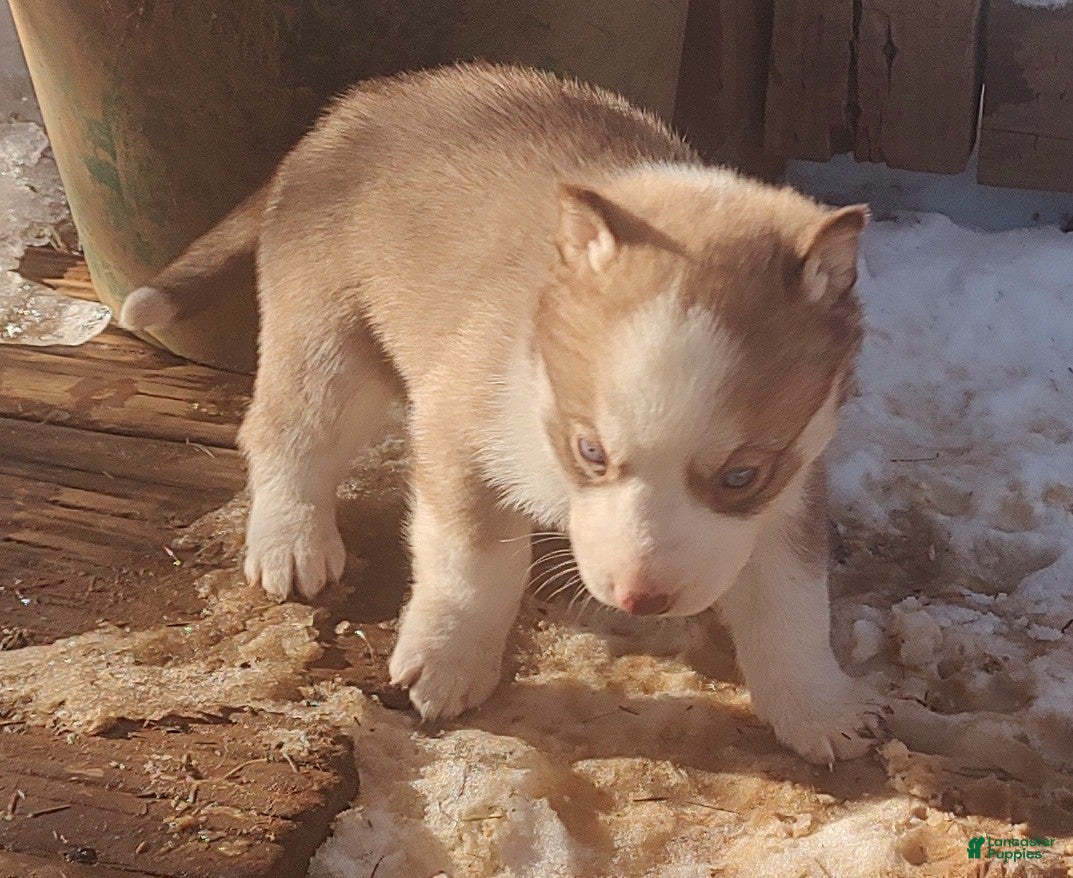 Siberian Husky dogs Siberian Husky Puppy 7 - Ad 39