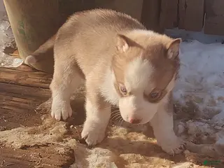 Siberian Husky dogs Siberian Husky Puppy 7 - Ad 39