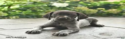 German Shorthaired Pointer dogs for sale: Dash  - Ad 4