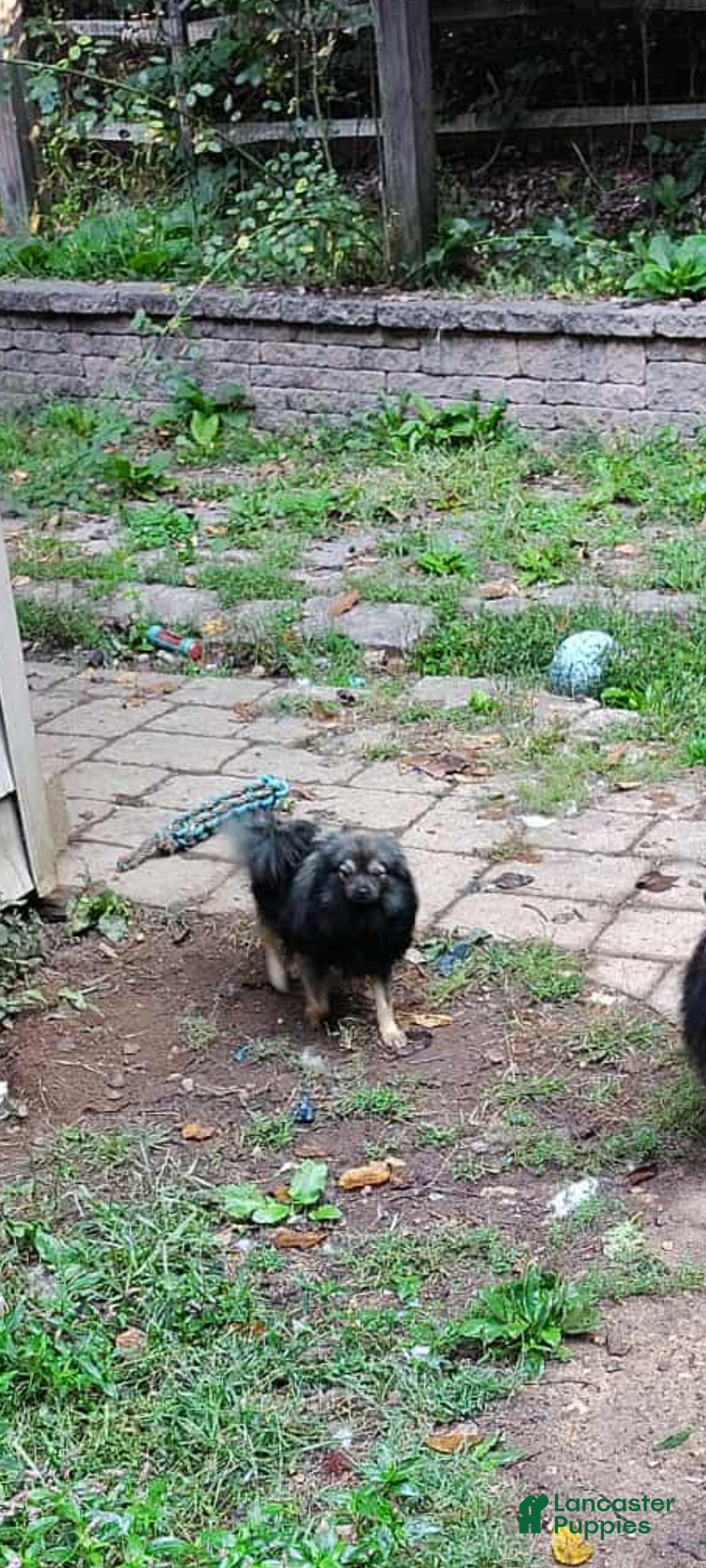 Pomeranian dogs for sale: Pomeranian Puppy 2 - Ad 2