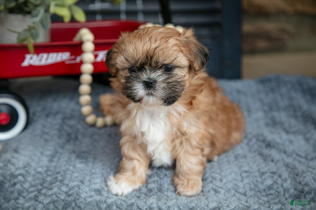 Shih Tzu dogs for sale: Honey - Ad 1