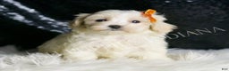 Maltipoo dogs for sale: Mr. Snow - Ad 5