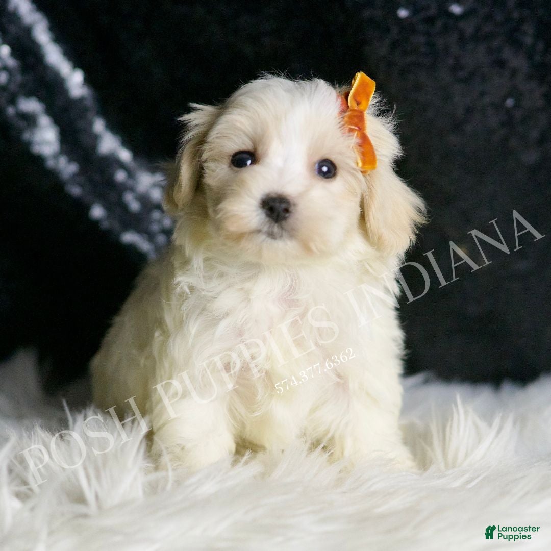 Maltipoo dogs for sale: Mr. Snow - Ad 5