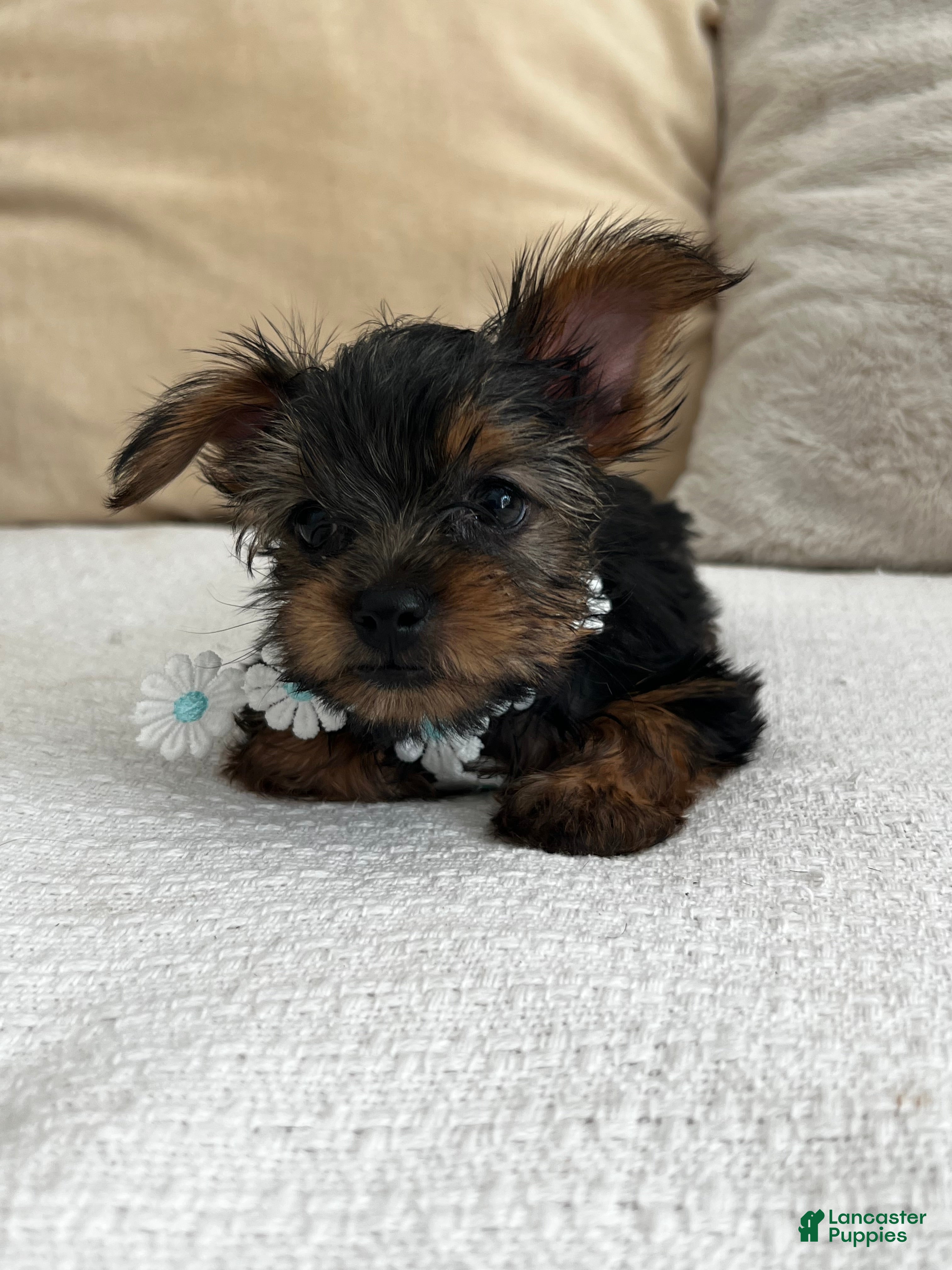 Yorkshire Terrier dogs Yorkshire Terrier 1 - Ad 31