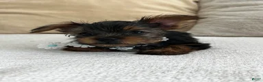 Yorkshire Terrier 1