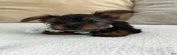 Yorkshire Terrier dogs for sale: Yorkshire Terrier 1 - Ad 1