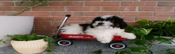 Mini Bernedoodle dogs for sale: Anson - Ad 6