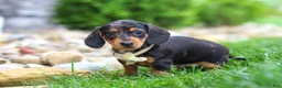 Miniature Dachshund dogs for sale: Anson - Ad 3