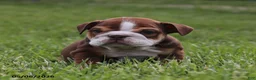 English Bulldog dogs for sale: Vince - Ad 3