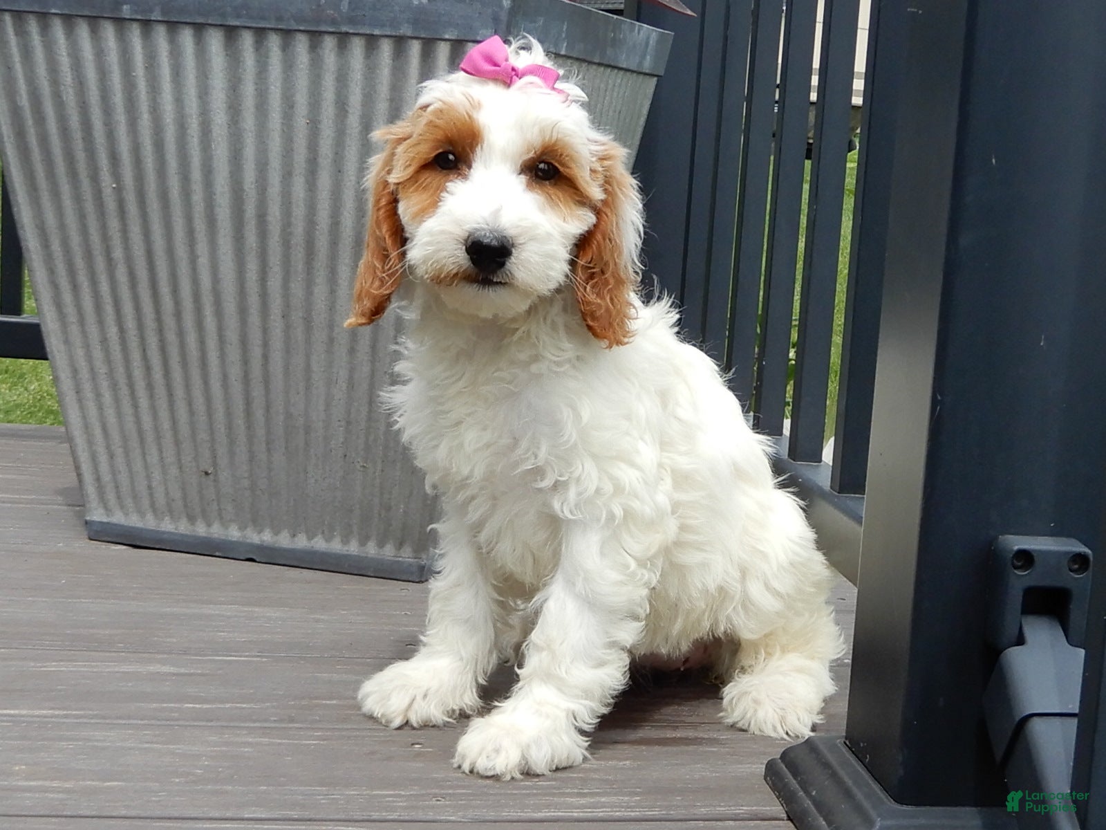 Mini Goldendoodle dogs Princess-MEDIUM - Ad 2