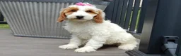 Mini Goldendoodle dogs for sale: Princess-MEDIUM - Ad 2